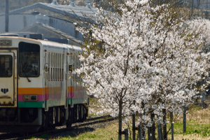荒砥駅の桜