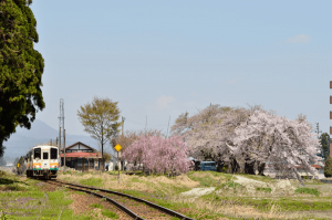 羽前成田駅の桜