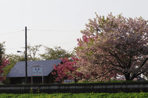 梨郷駅の桜